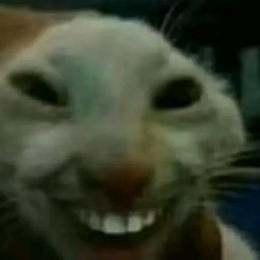 creator cute cat😂😑✌'s avatar
