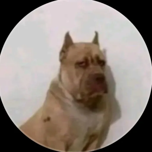 creator Calzoski oficial's avatar