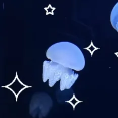 creator 🪼/Jellyfish\🪼's avatar