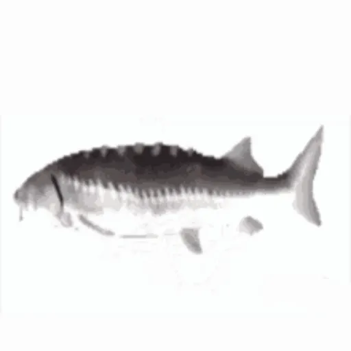 creator fish (XD)'s avatar