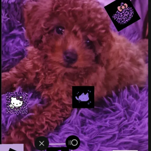 creator ✷🎸🧷 C𝐚rłíòne🫶 ✷🎀's avatar