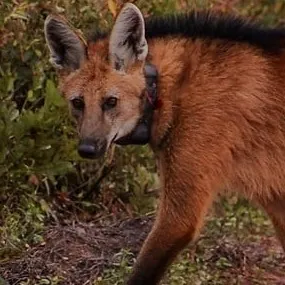 chat with ai character: Maned wolf