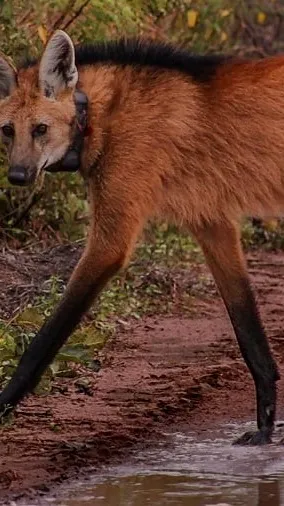 ai character: Maned wolf background