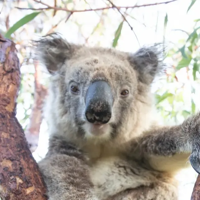 chat with ai character: DropBear