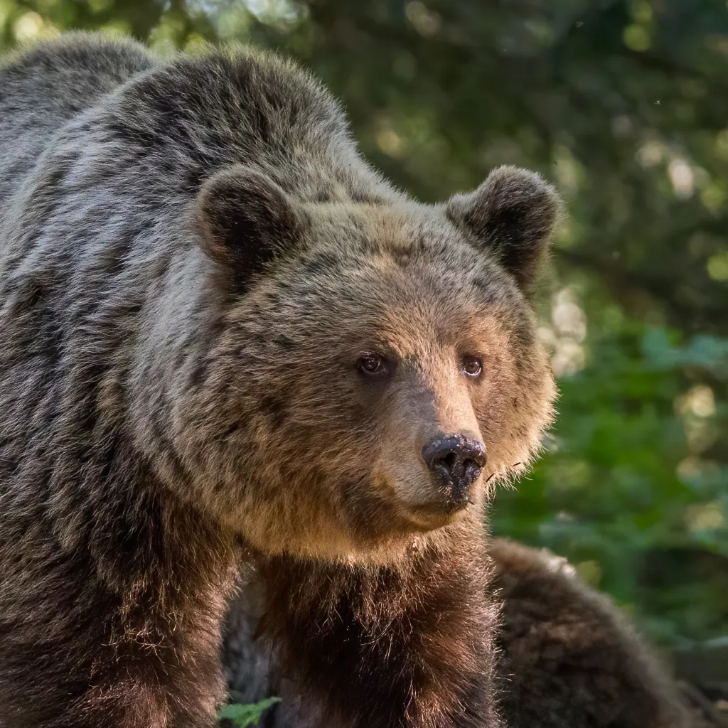 chat with ai character: Brown Bear