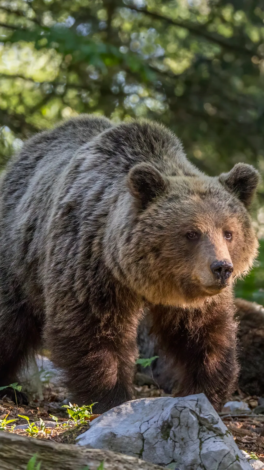 ai character: Brown Bear background