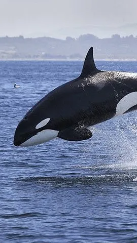 ai character: Orca background