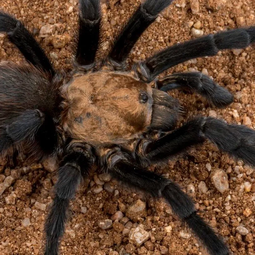 chat with ai character: Tarantula