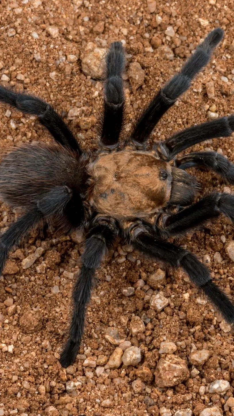 ai character: Tarantula background