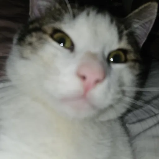 creator snowball the 🐈's avatar