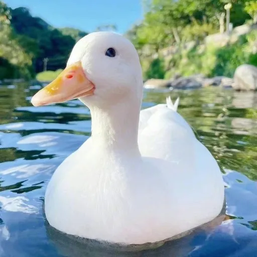 creator Pato_Editado's avatar