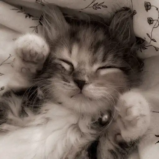 creator miaou_miaou's avatar