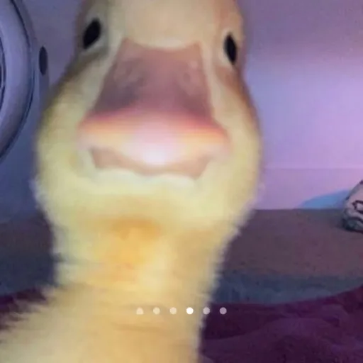 creator el pato Donald🗿👻's avatar