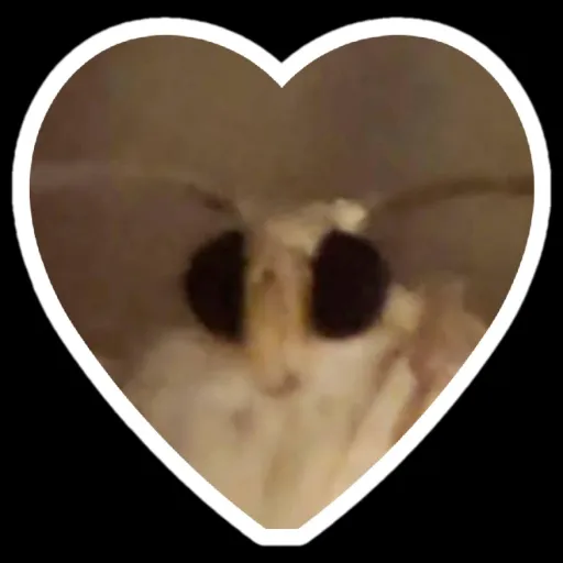 creator Lompexter's avatar