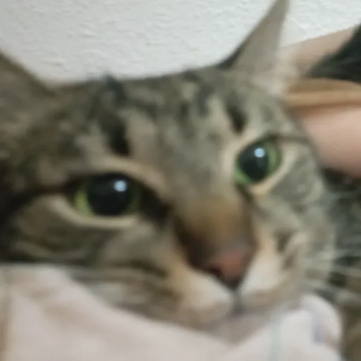 creator ILoveMyCatFely's avatar