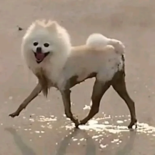 creator sXarleets's avatar