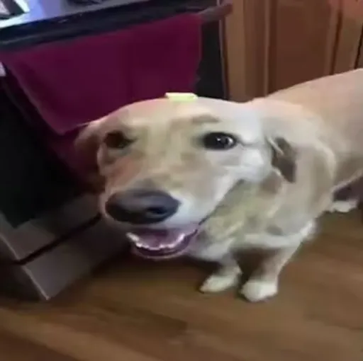 creator sbutter dog's avatar