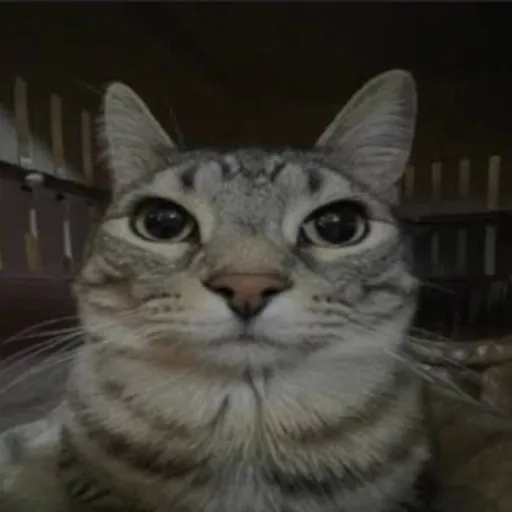 creator atomic-1's avatar