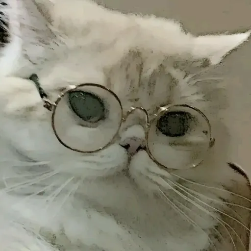 creator Mitsuaki D'Angelo's avatar