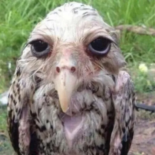 creator dumbass bird's avatar
