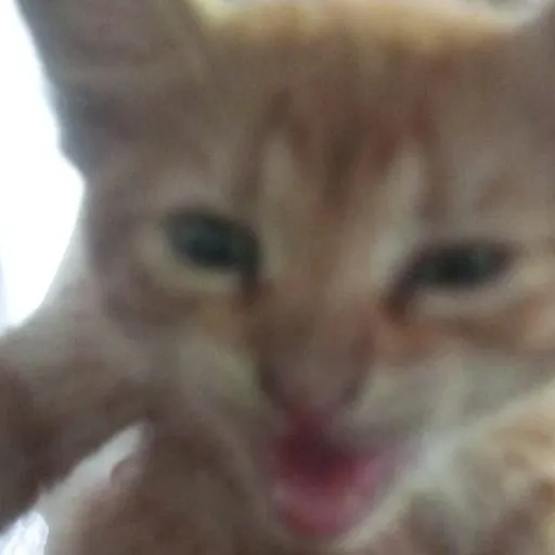 creator Karlymeow's avatar
