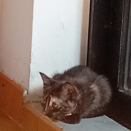 creator Talkior-j7JHNtyb's avatar