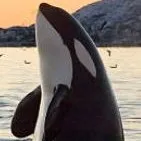 creator Mr Orca's avatar