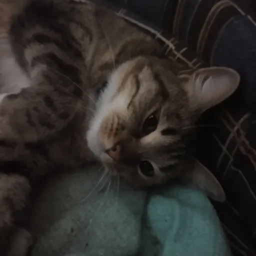 creator Китти😺🐈🐆🐅🐾's avatar