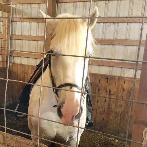 creator Horse Lover123's avatar