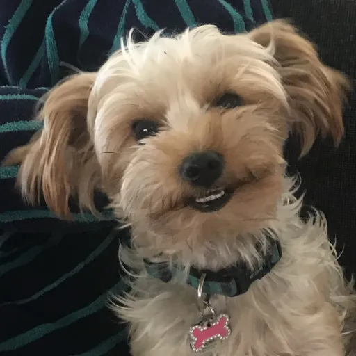 creator Little Lily's avatar