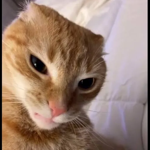 creator Cathietheorangecat's avatar