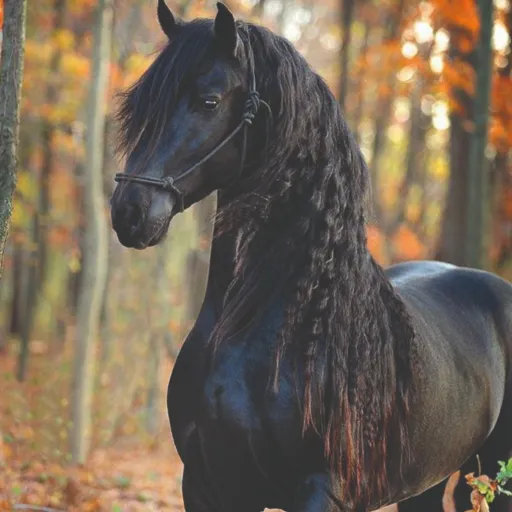 creator amo-i-cavalli❤️🐴🐎's avatar