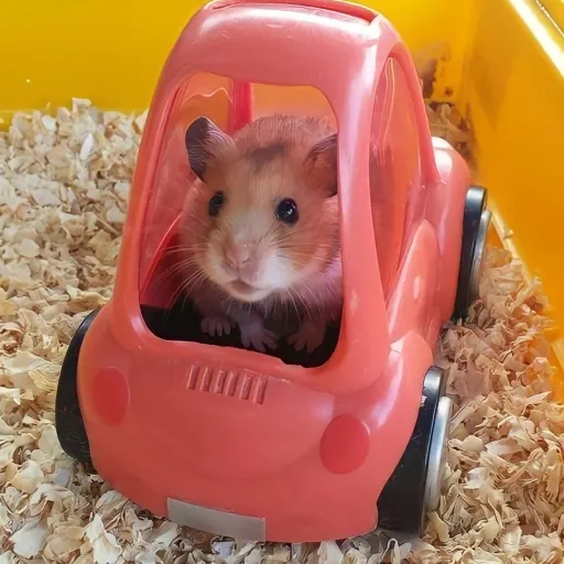 creator hamster drive car's avatar