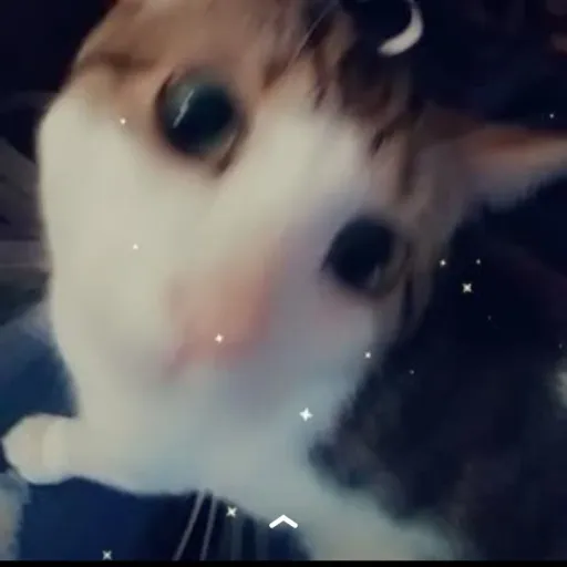creator OREOTHECATBOO's avatar