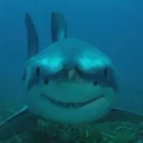 creator 🦈SharkLover🦈's avatar