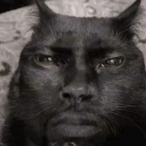 creator Дайр<3's avatar