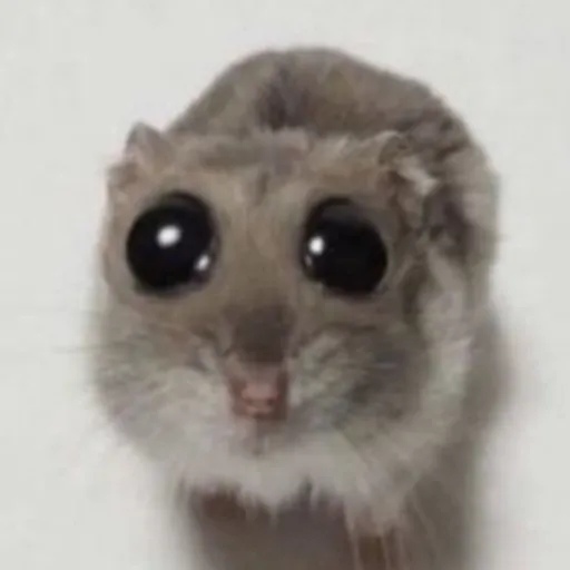 creator ХОМЯК's avatar