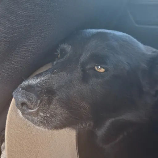 creator School_Rules25's avatar