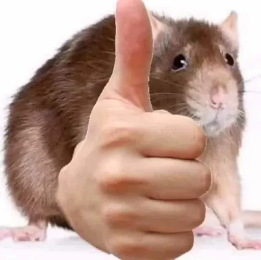 creator LAratatouille-🐭's avatar