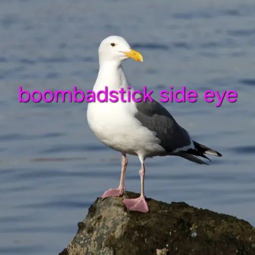 creator cool seagull's avatar