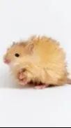ai character: Freya the hamster background