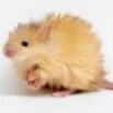 chat with ai character: Freya the hamster