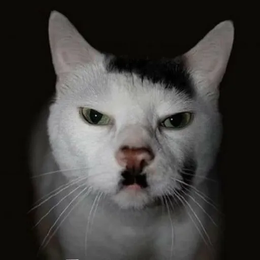creator vampire. .........'s avatar