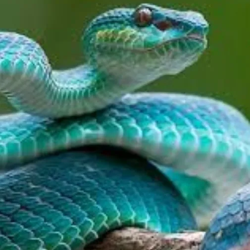 creator serpiente fan Dave's avatar