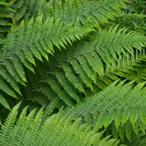 creator Fern🌿's avatar