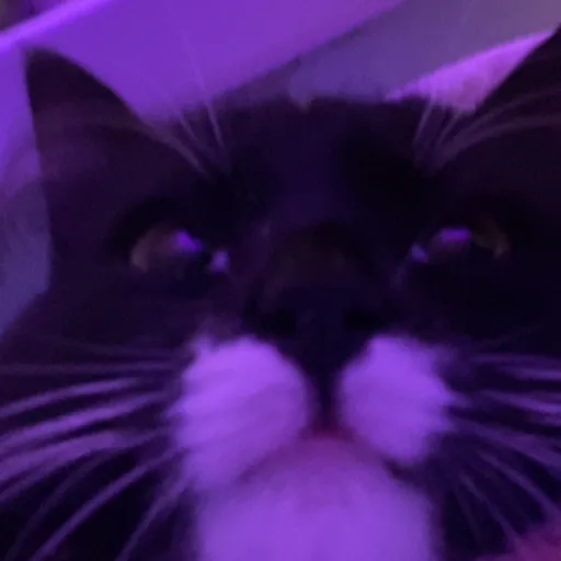 creator Huraaaa's avatar