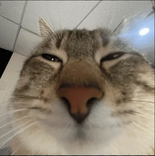 creator wuasaaaa's avatar