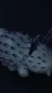 ai character: deep sea bunny background