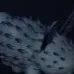 chat with ai character: deep sea bunny