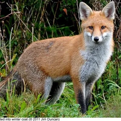 creator therian fox lover's avatar